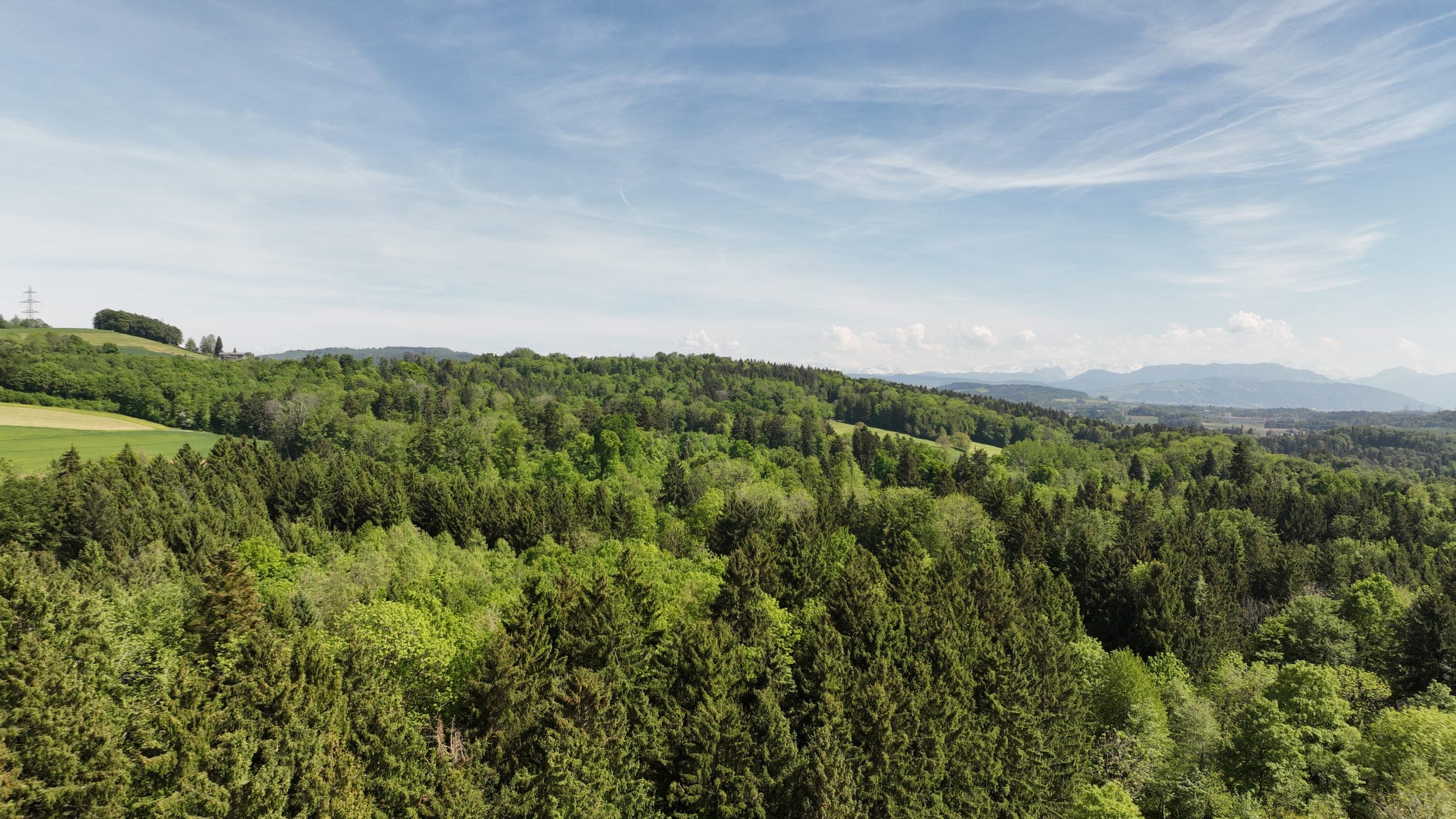 Forest in May, with the Alps on the horizon