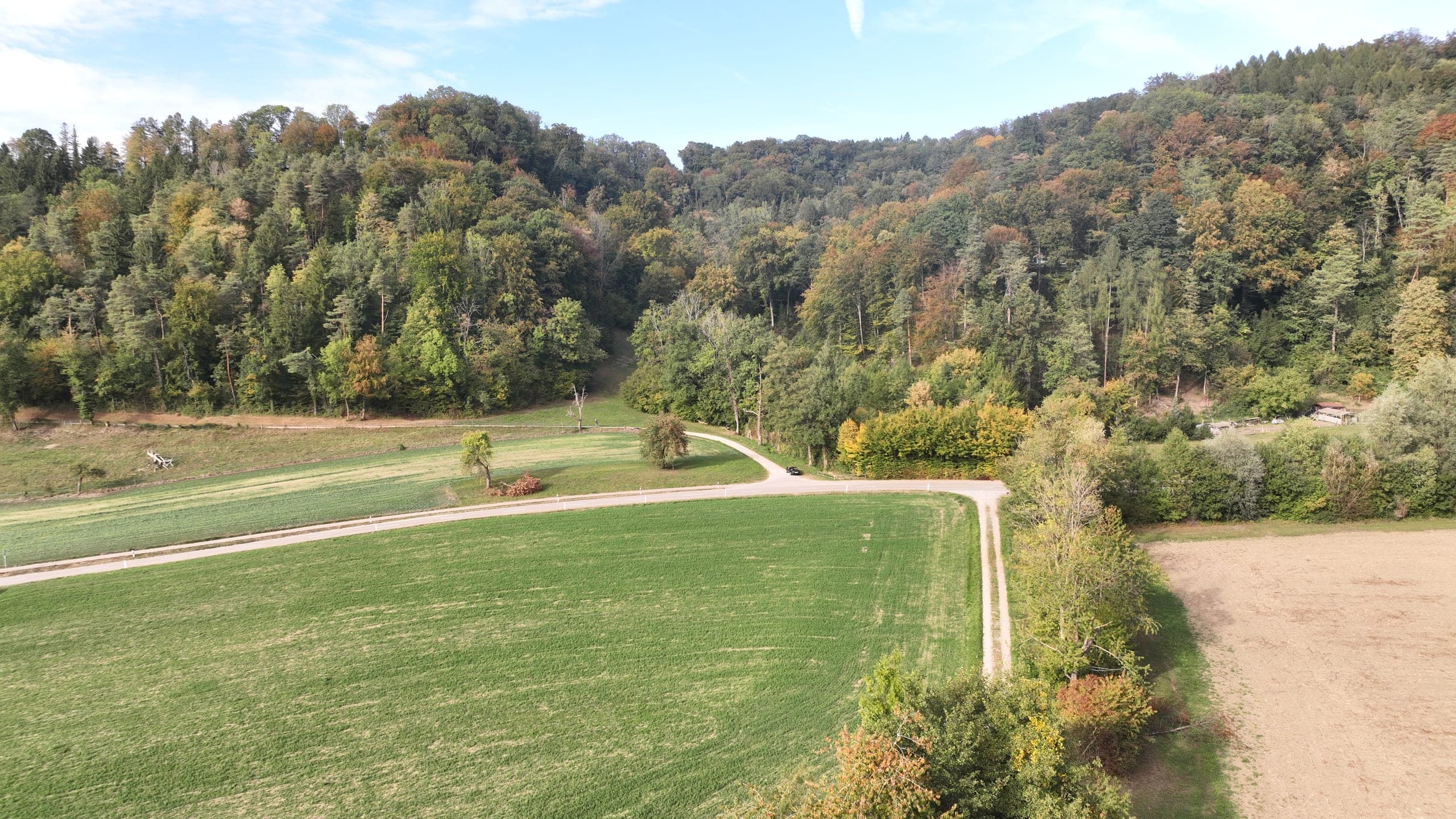 Meadow at the edge of the forest in autumn